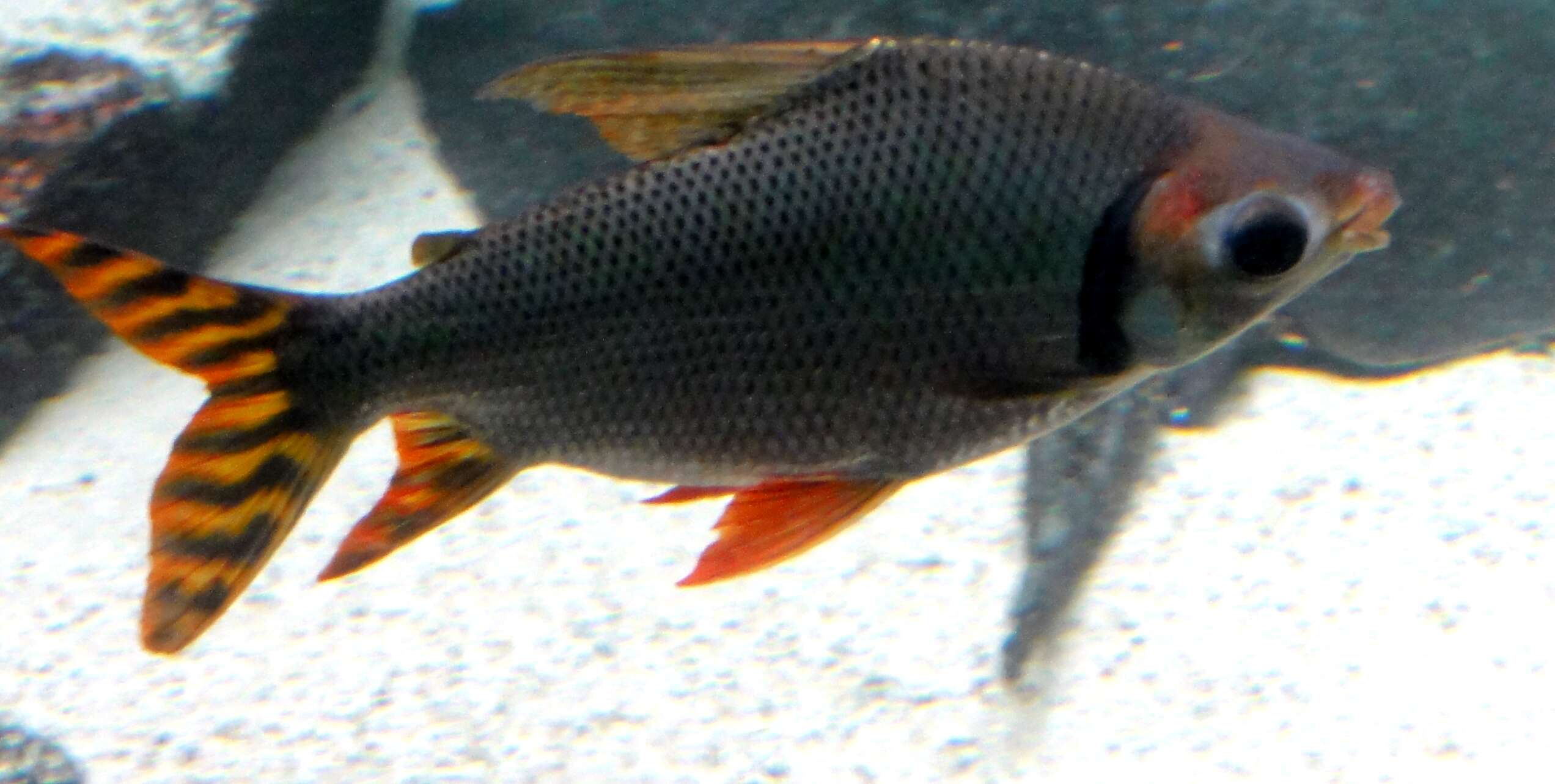 Image of Semaprochilodus