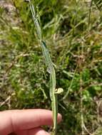 Image of Baccharis articulata (Lam.) Pers.