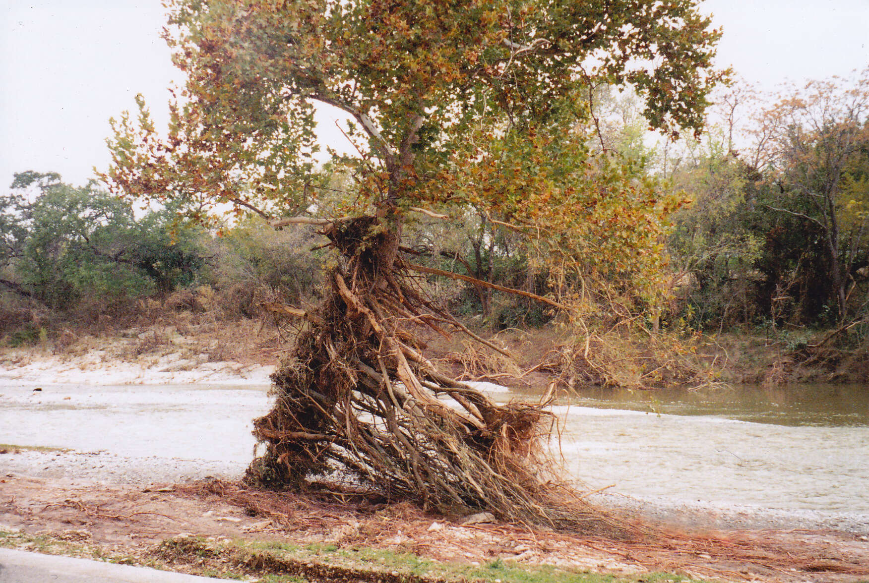 Image of American sycamore