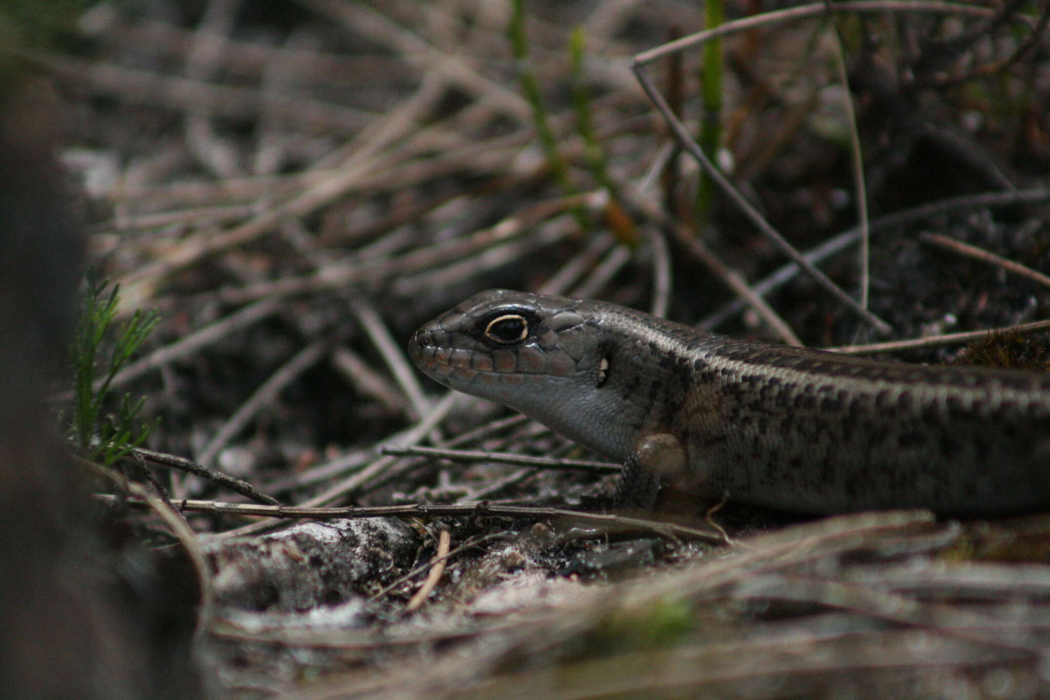 Image of South-western Rock-skink