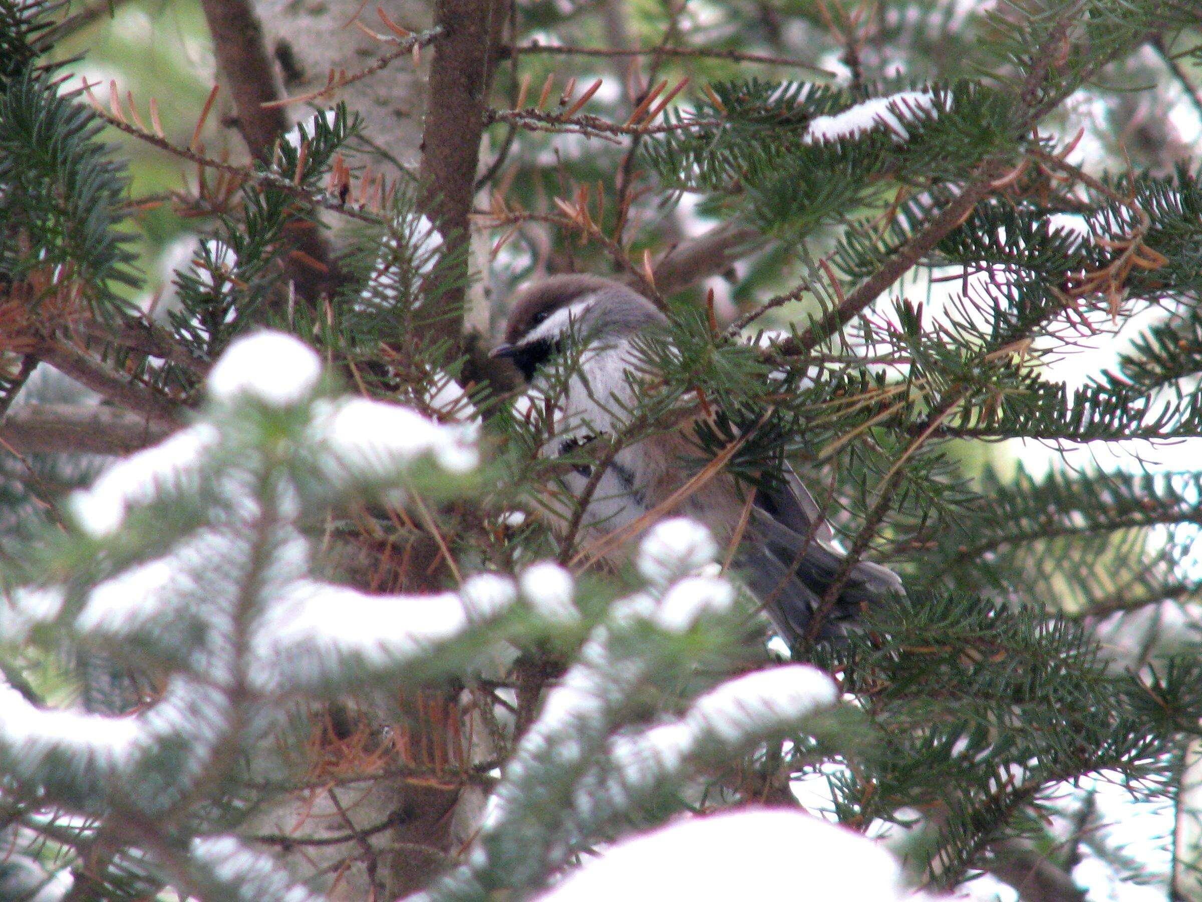 Image de Mésange à tête brune