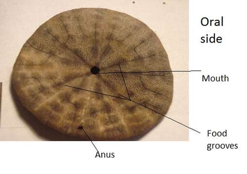 Image of Dendraster L. Agassiz ex Agassiz & Desor 1847