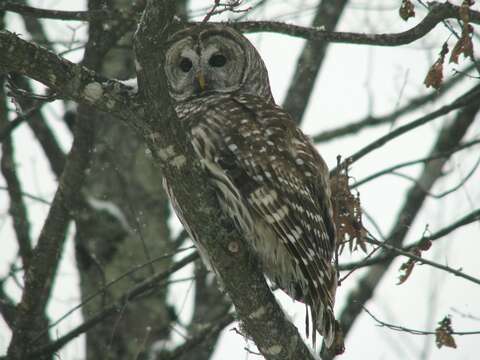 Image of Barred Owl