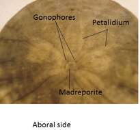 Image de Dendraster L. Agassiz ex Agassiz & Desor 1847