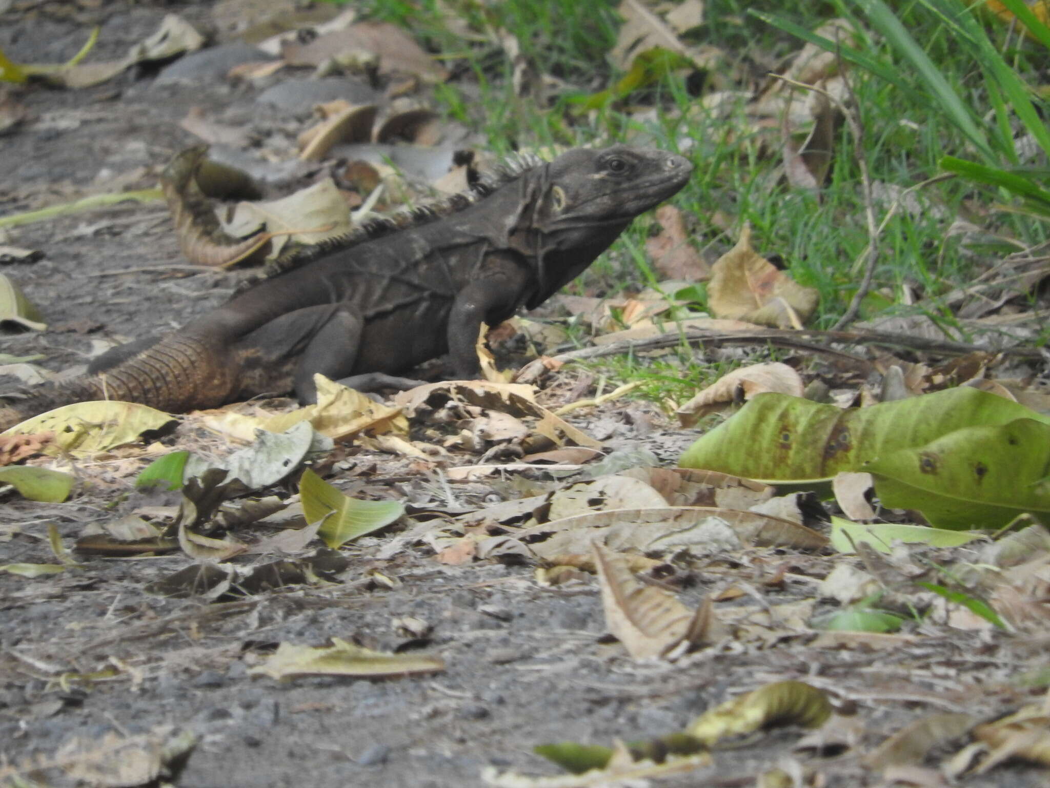 Слика од Ctenosaura acanthura (Shaw 1802)