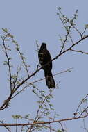 Image of Black Bush Robin