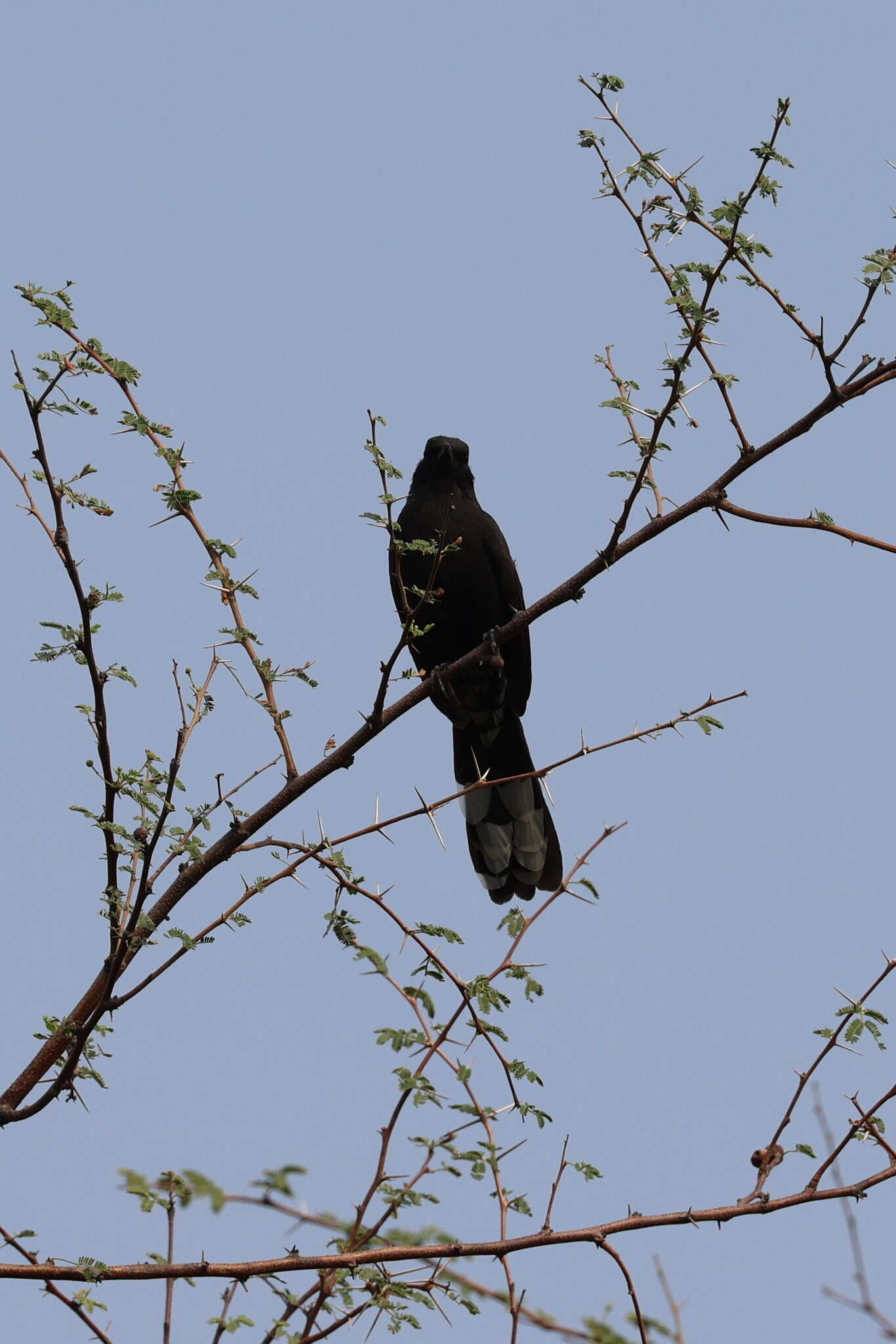 Image of Black Bush Robin