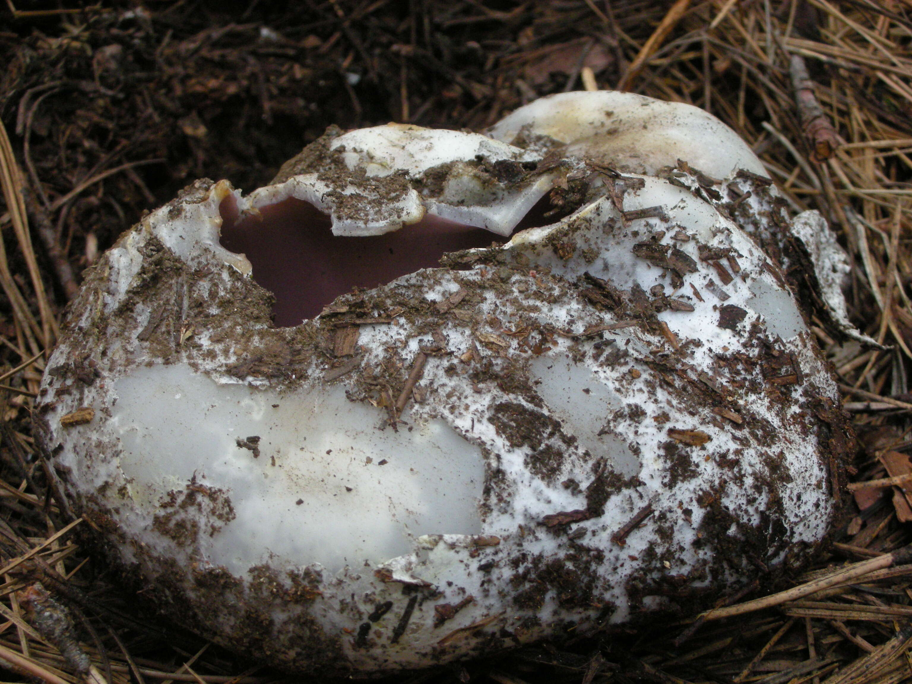 Image of pink crown