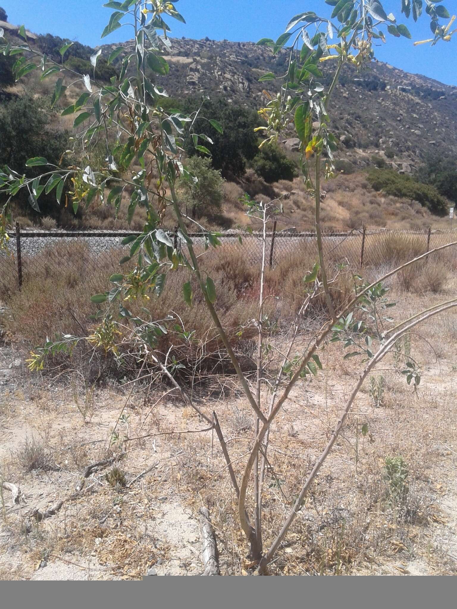 Image of tree tobacco