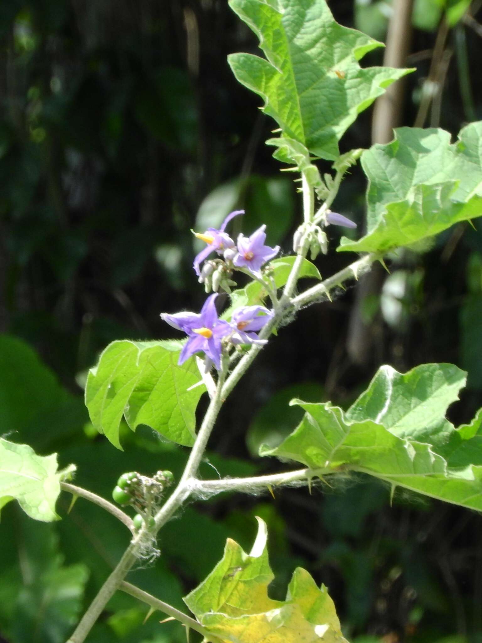 Solanum tricuspidatum Rich. ex Dun. resmi