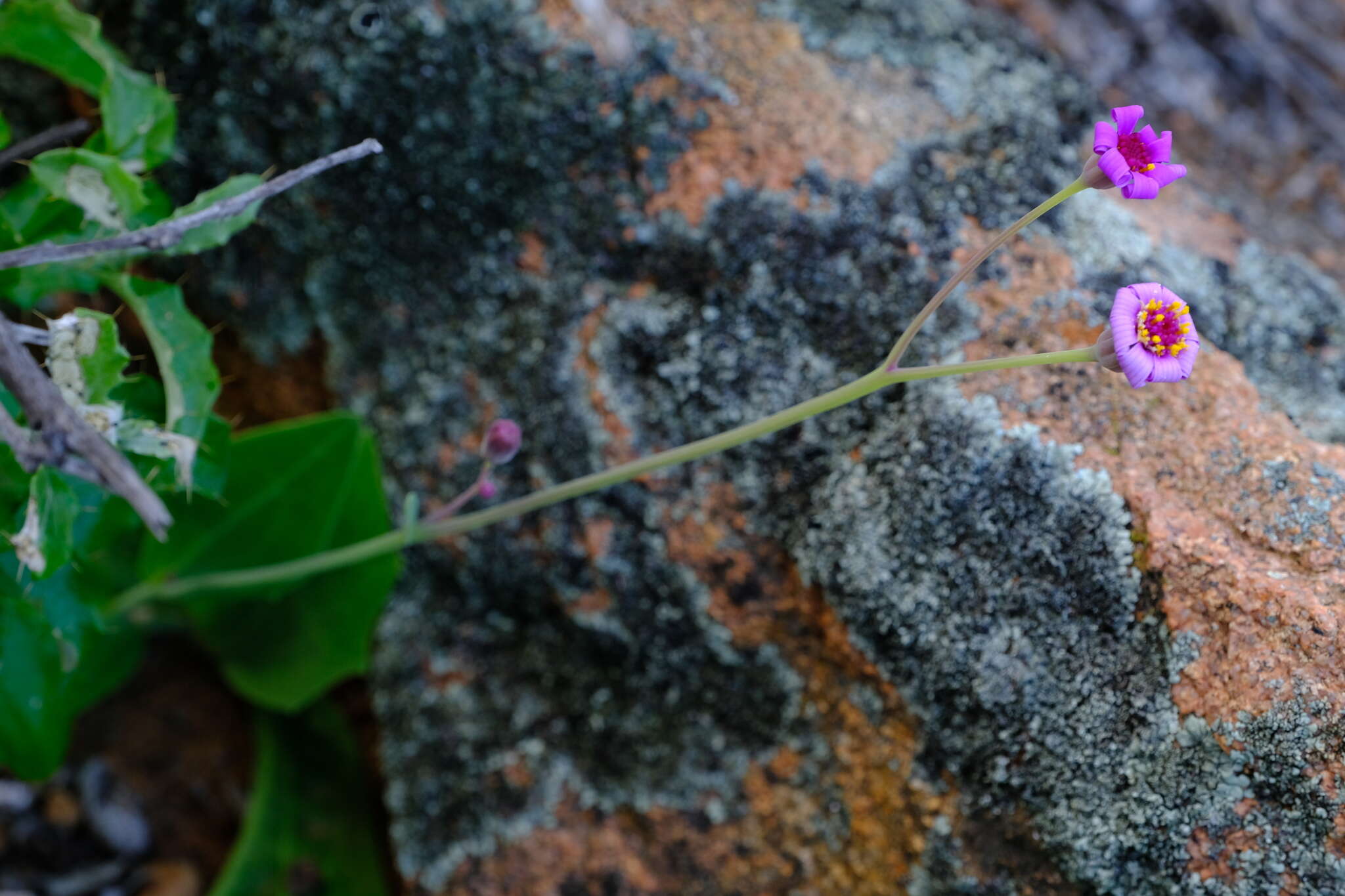 Image of Othonna rosea Harv.