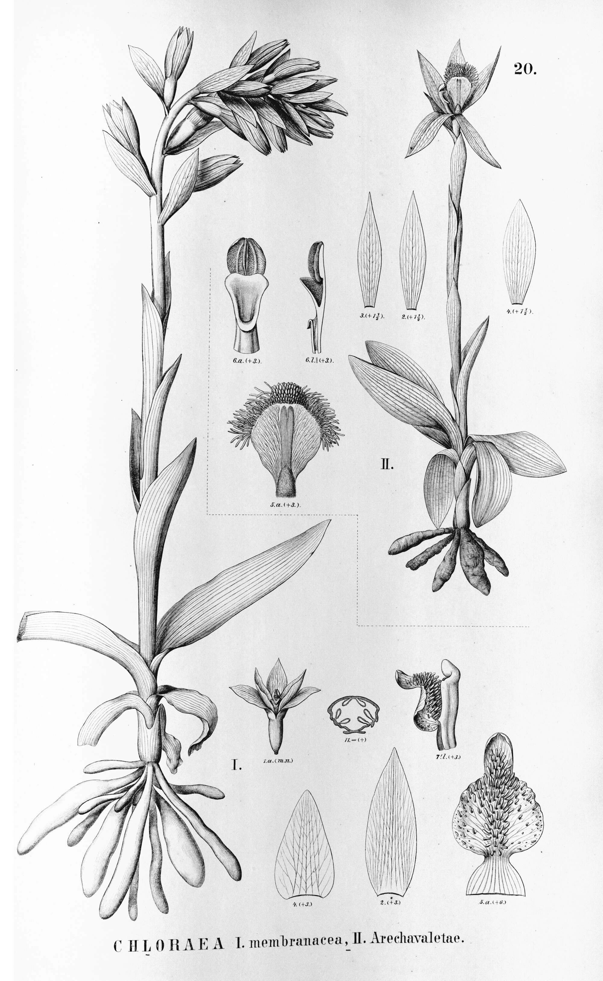 Plancia ëd Chloraea