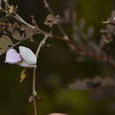 Image of <i>Tephrosia leratiana</i>