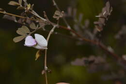 Image of Magnoliopsida