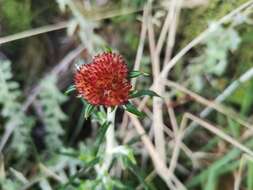 Image of Anaxeton arborescens (L.) Less.