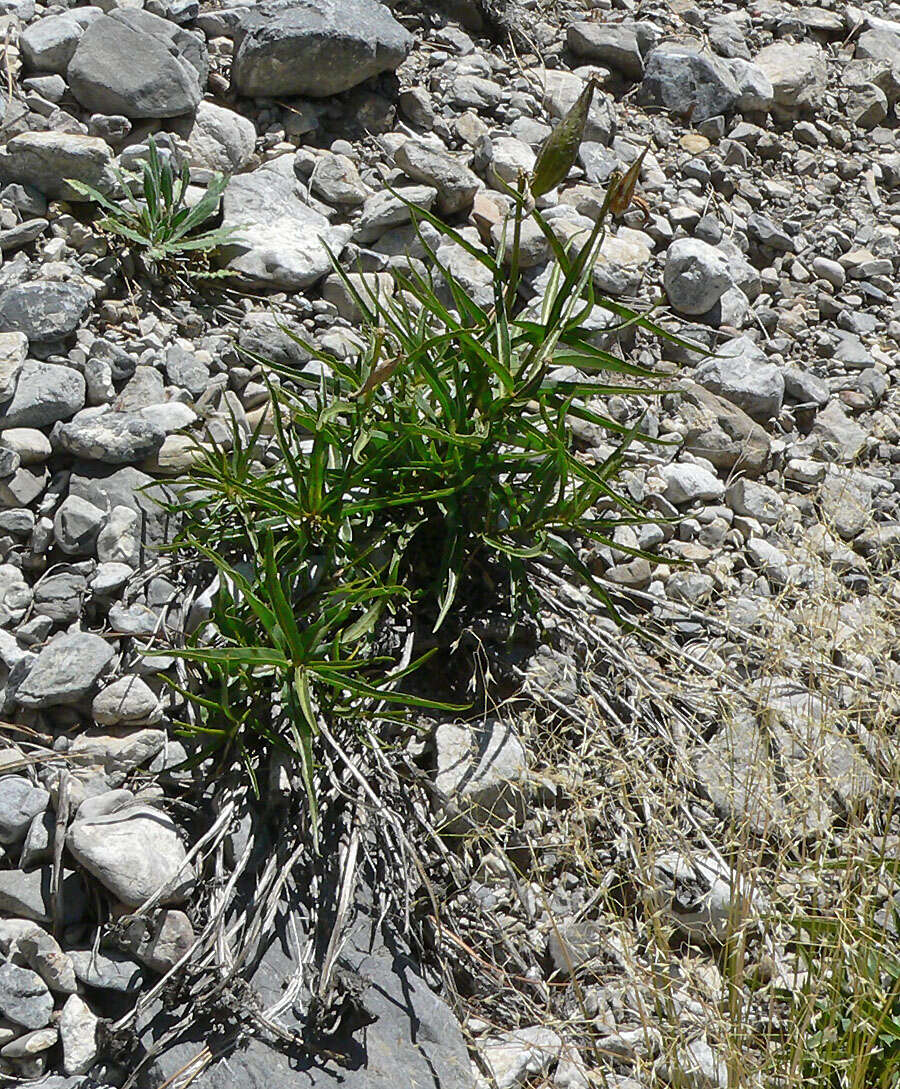 Image of spider milkweed