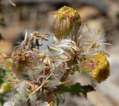 Image of lobeleaf groundsel