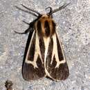 Image of Carlotta's Tiger Moth