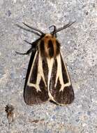 Image of Carlotta's Tiger Moth