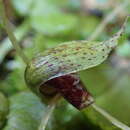 Image of Big red spider orchid