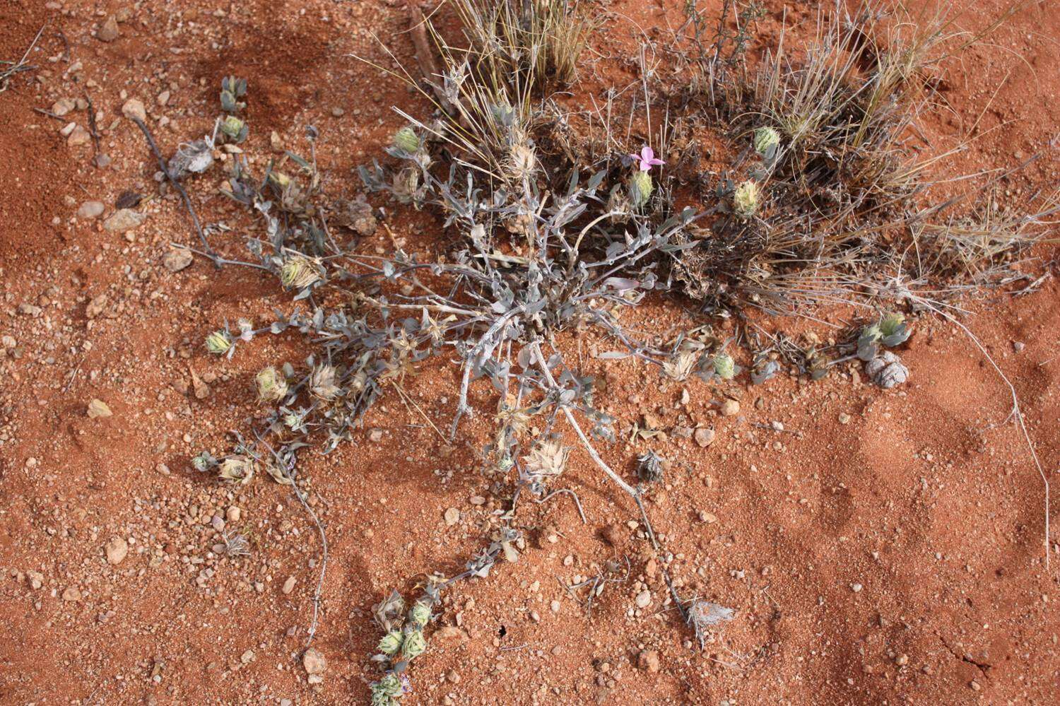 Image of Barleria lichtensteiniana Nees