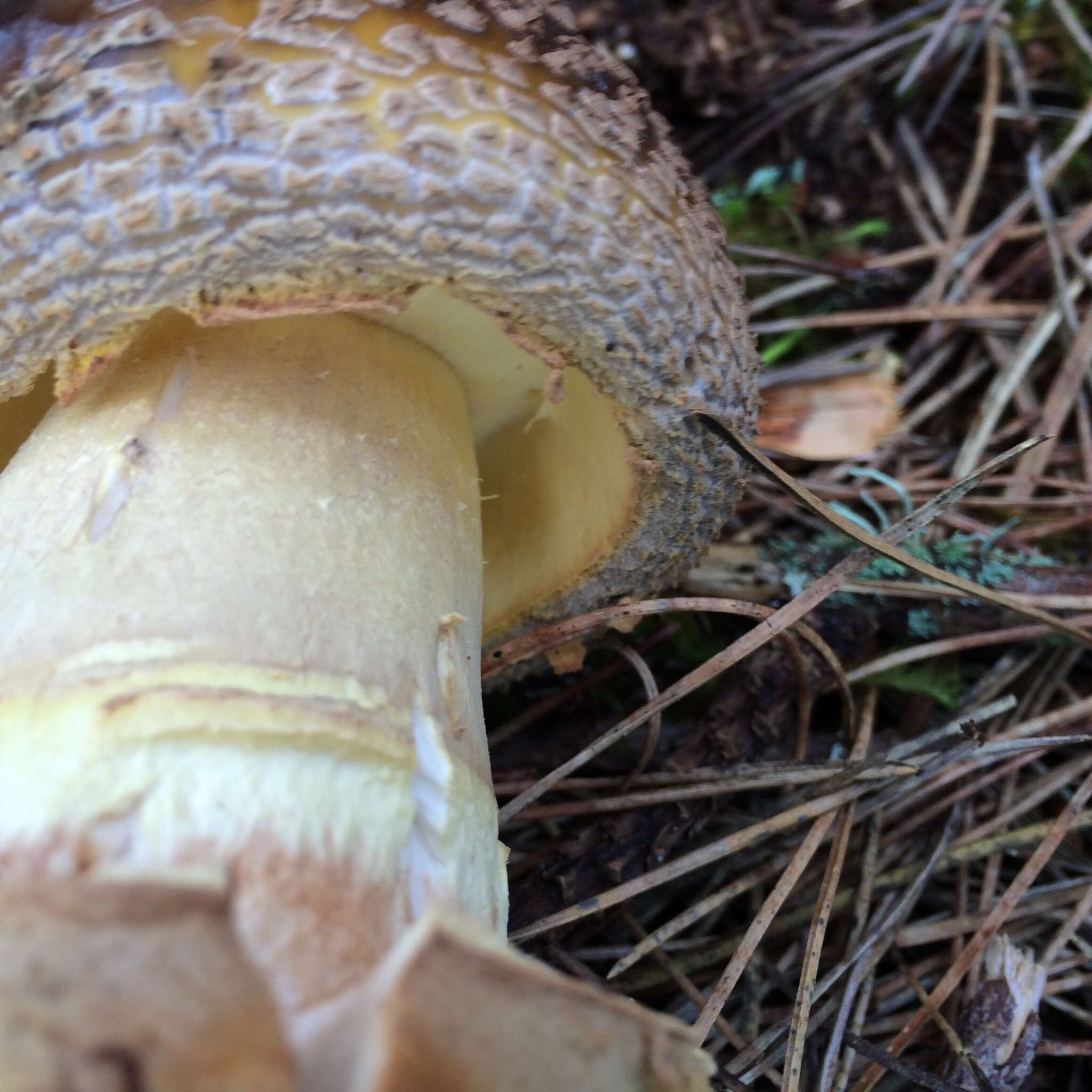 Image of Amanita augusta Bojantchev & R. M. Davis 2013