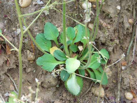 Imagem de Micranthes virginiensis (Michx.) Small