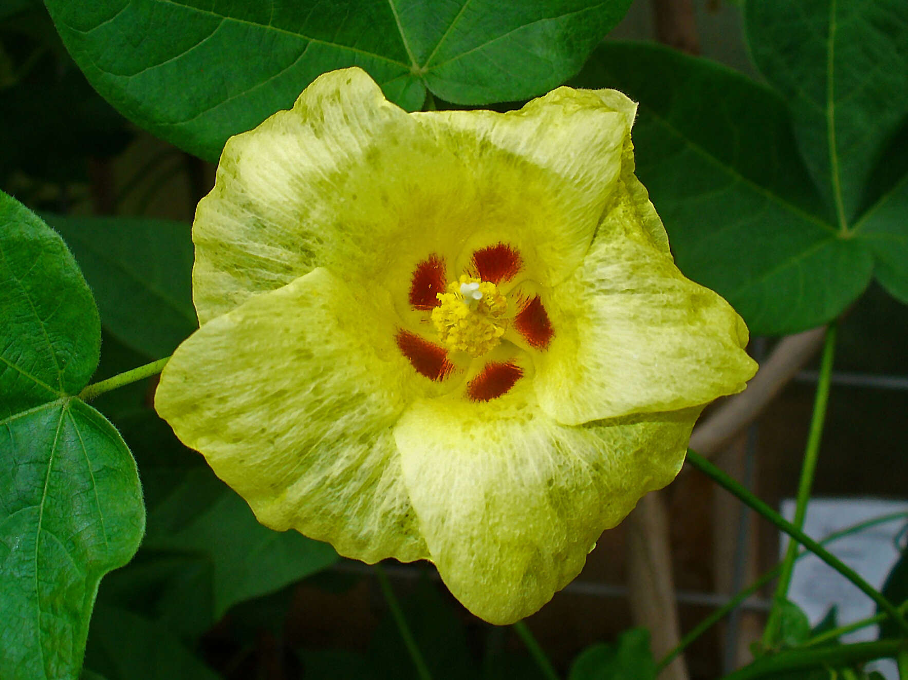 Imagem de Gossypium herbaceum L.