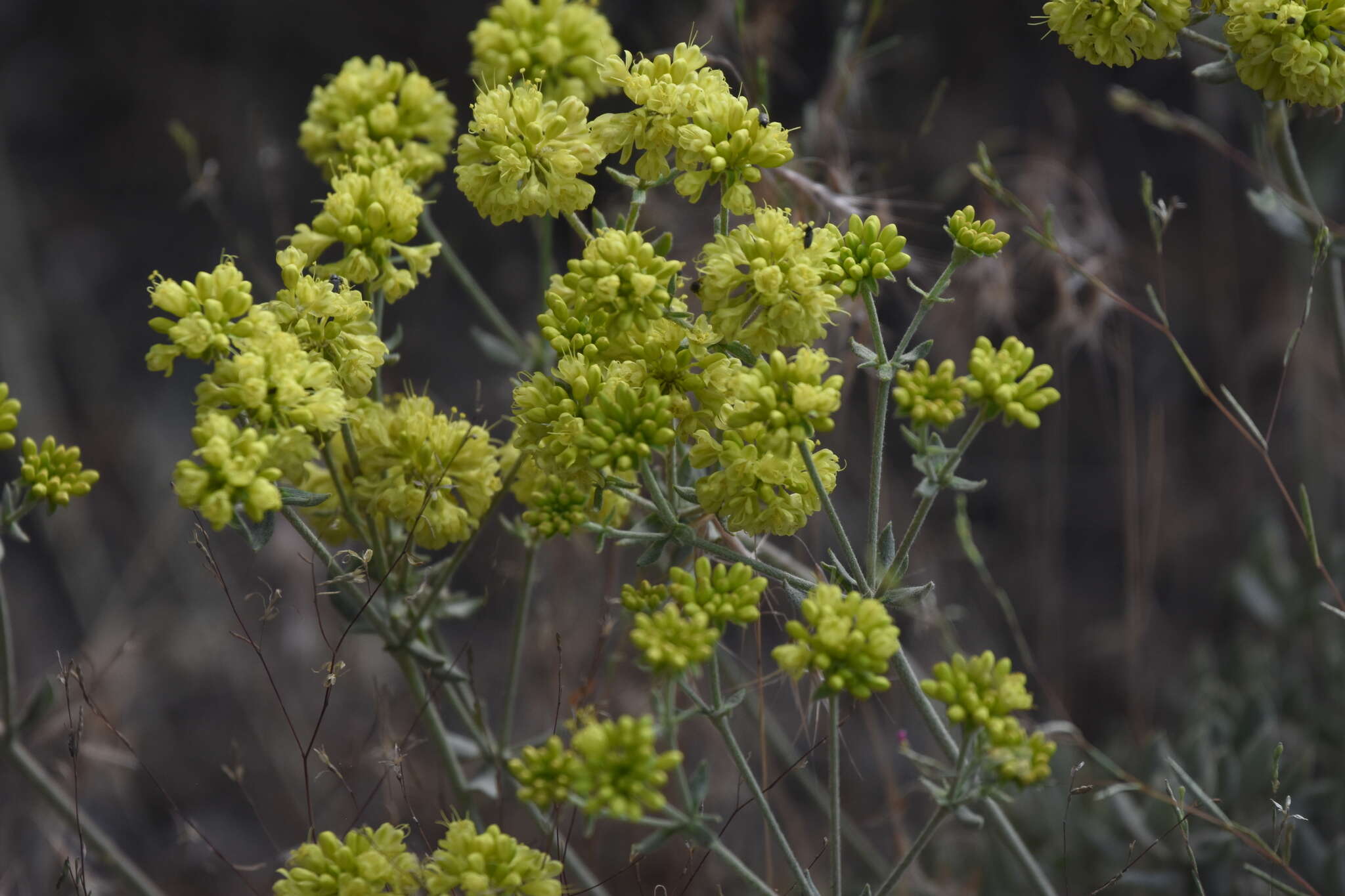 Image of Munz's buckwheat