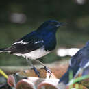 Слика од Copsychus saularis saularis (Linnaeus 1758)