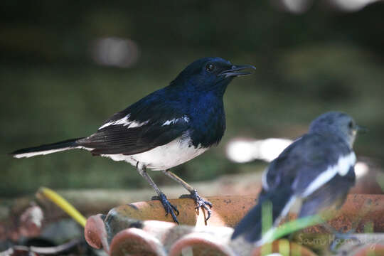 Image of Copsychus saularis saularis (Linnaeus 1758)