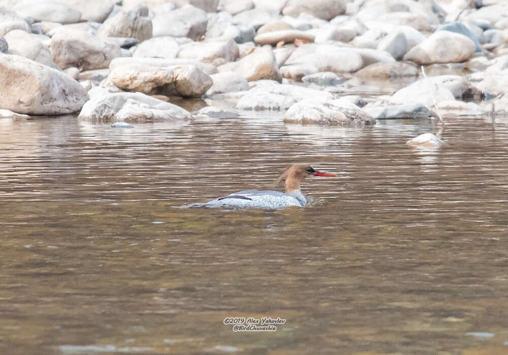 Image of Chinese Merganser