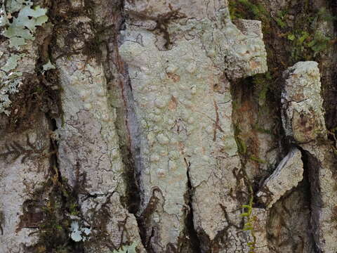 Image of pore lichen