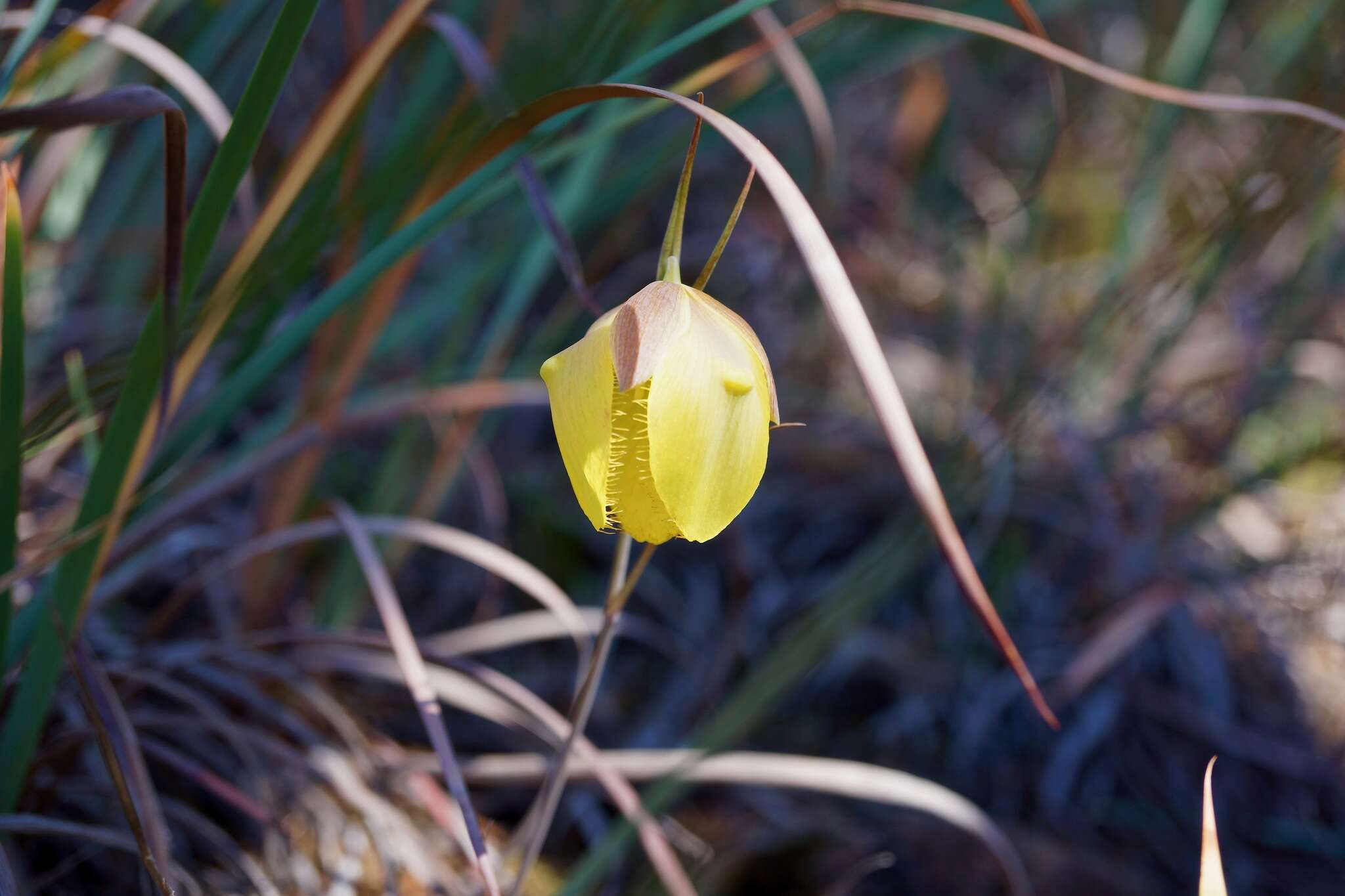 Calochortus raichei Farwig & V. Girard resmi