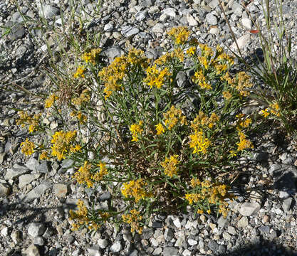 Image of broom snakeweed