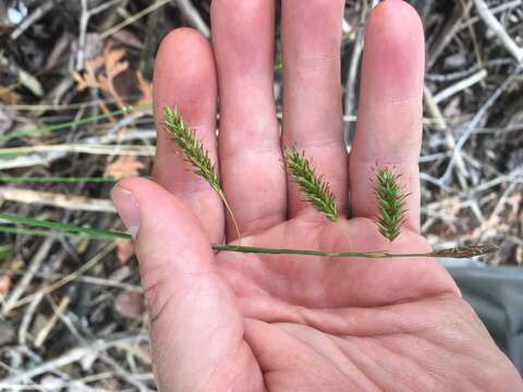 Image of chestnut sedge