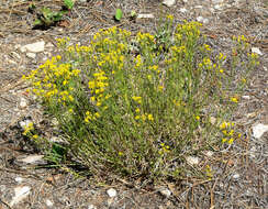 Image of broom snakeweed