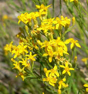 Image of broom snakeweed