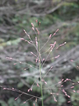 Image of switchgrass