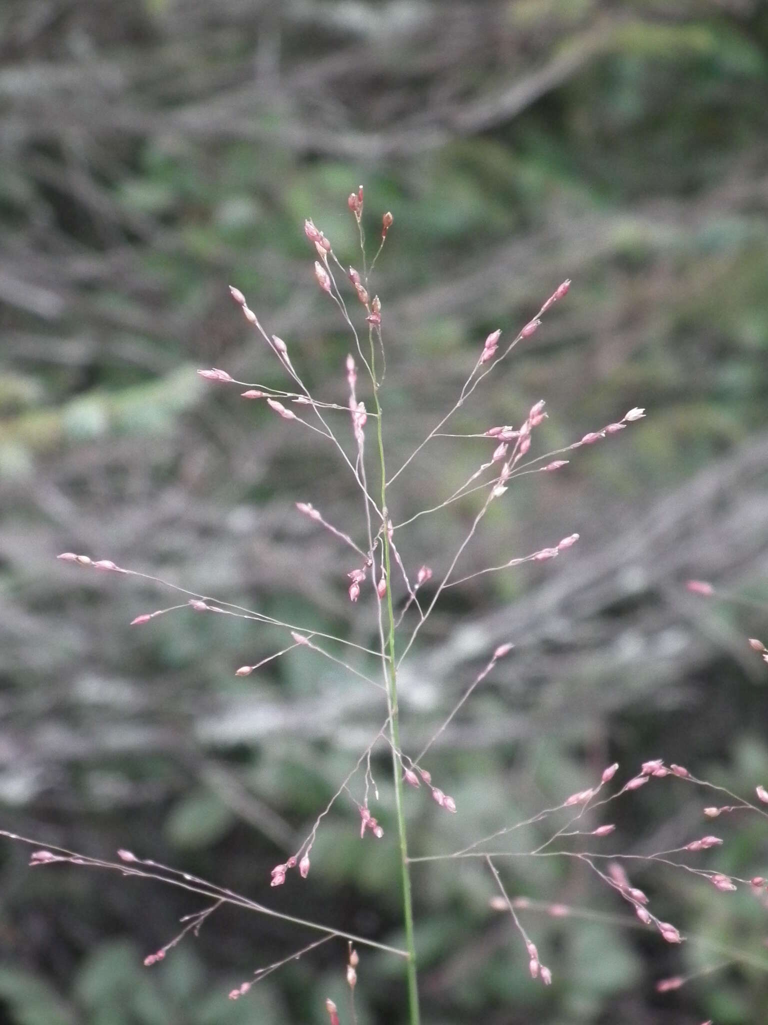 柳枝稷的圖片