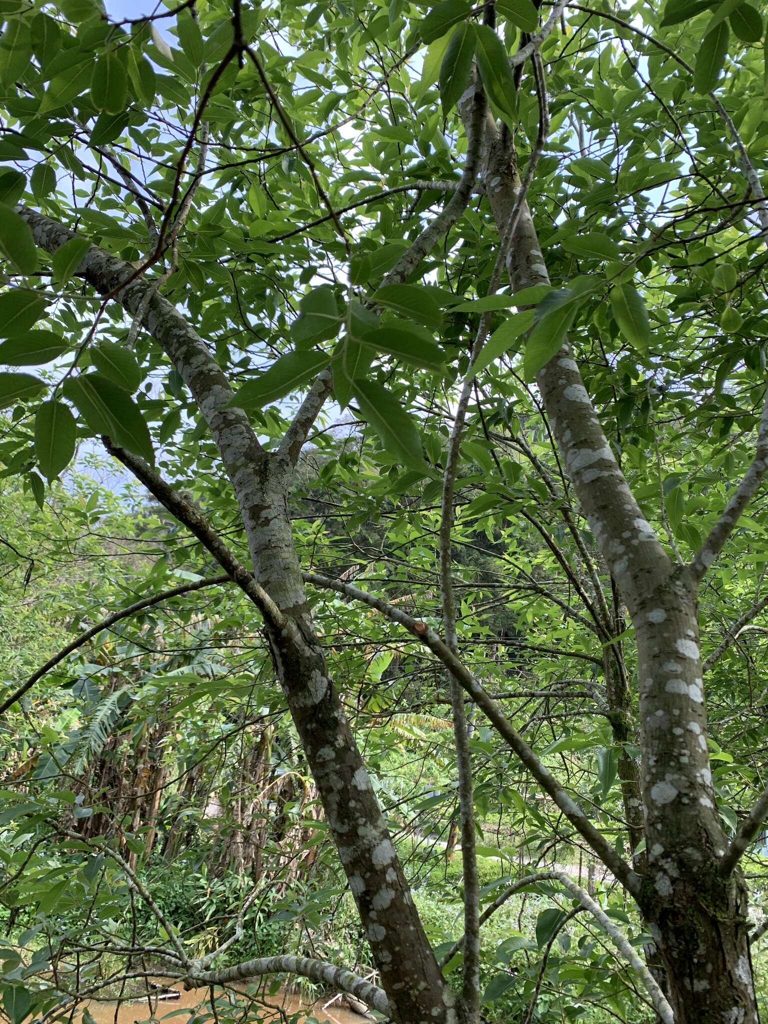 Image of Salix kusanoi (Hayata) C. K. Schneid.