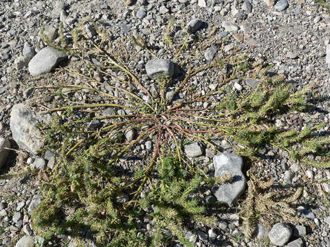 Image de Verbena bracteata Cav. ex Lag. & Rodr.