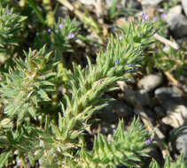 Image of bigbract verbena