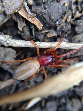 Imagem de Dysdera crocata C. L. Koch 1838