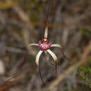 Image of Drooping spider orchid