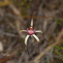 Imagem de Caladenia radialis R. S. Rogers