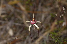 Image of Drooping spider orchid