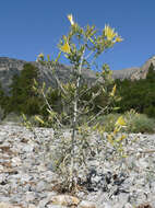 Image of giant blazing star