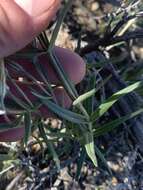 Image of cold-desert phlox