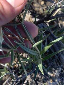 Imagem de Phlox stansburyi subsp. stansburyi